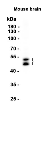 AYD13776