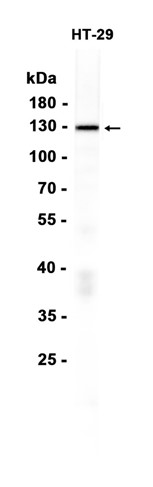 AYD15375