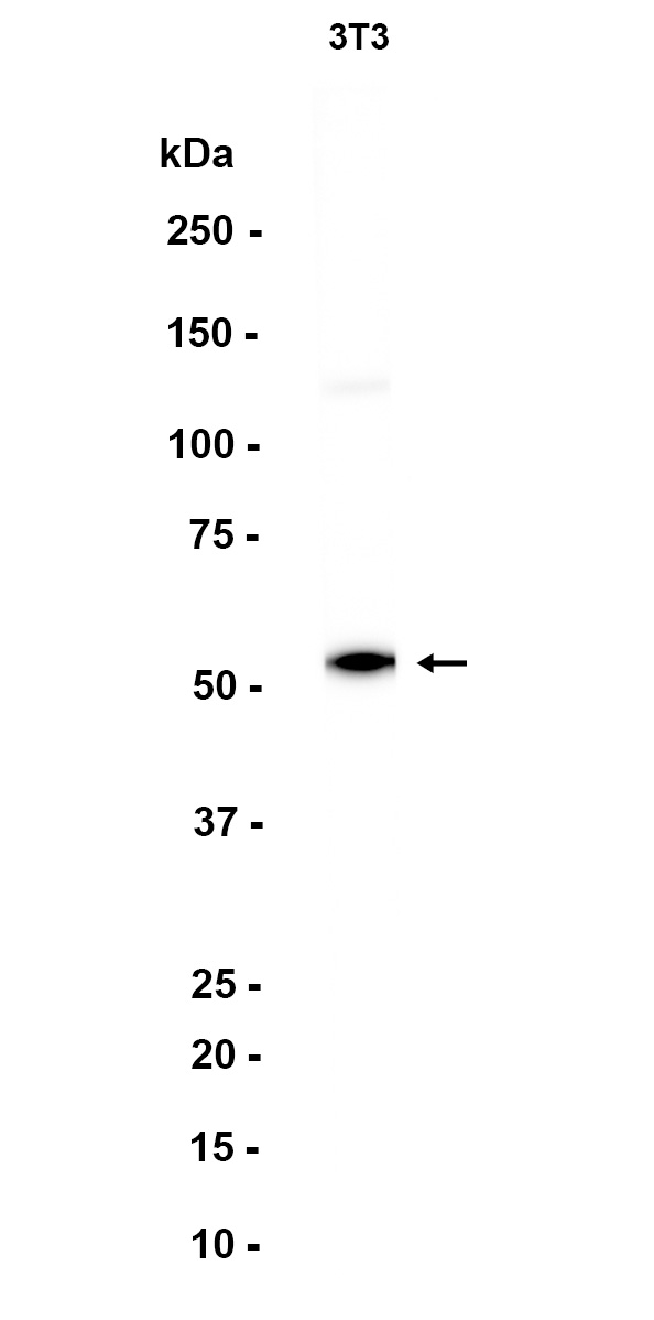 AYD13955