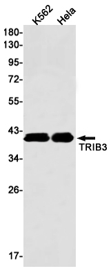 AYD11132