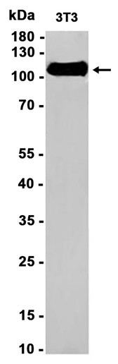 AYD14575