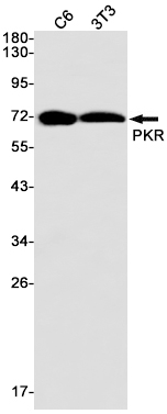 PKR (YD12317) Rabbit mAb