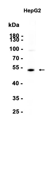 AYD14697