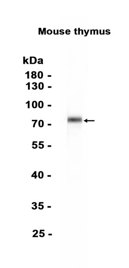 AYD15211
