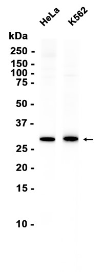 AYD13235