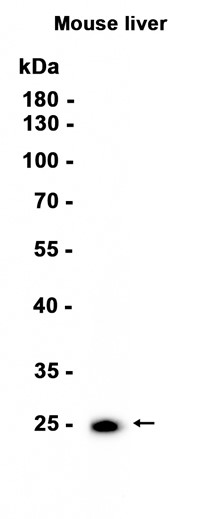 AYD13514