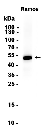 AYD12904