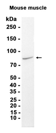 AYD13949