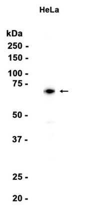 AYD15253