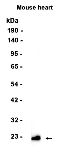 AYD15732