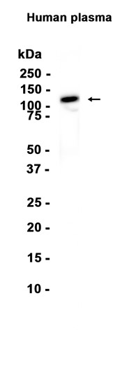 AYD15666
