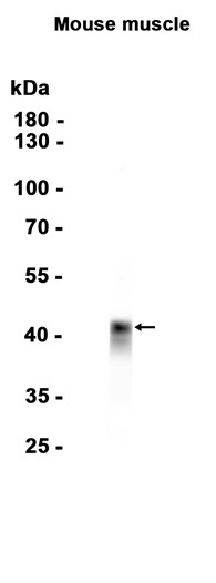 AYD15497