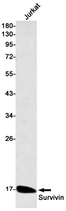 AYD13862