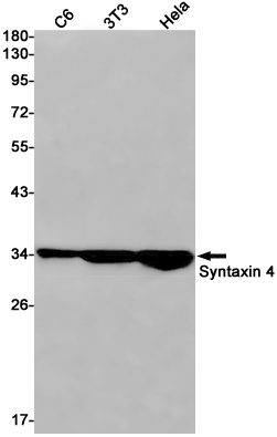 AYD12565