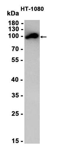 AYD11331