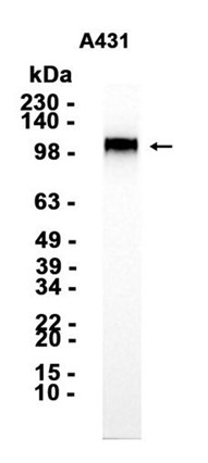 AYD13309