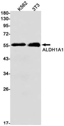 AYD12121