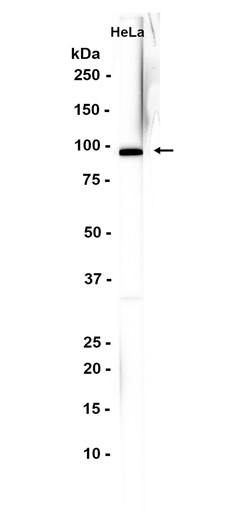 Dynamin-2 (YD35836) Rabbit mAb