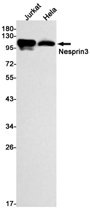 AYD14792