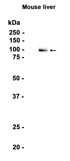 AYD14710