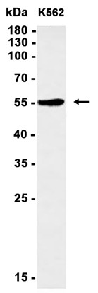 AYD13211