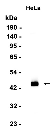 AYD12056