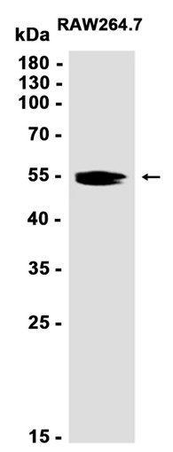 AYD13177
