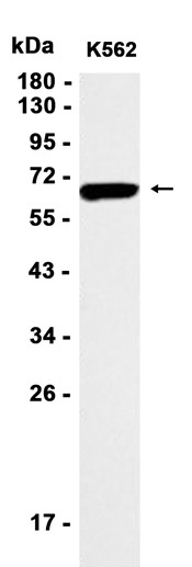 AYD11944