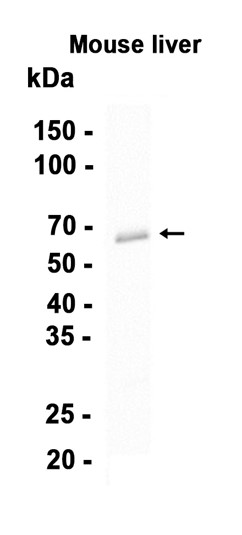 Occludin (YD14439) Rabbit mAb