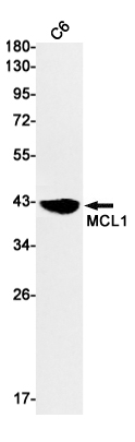 AYD11616