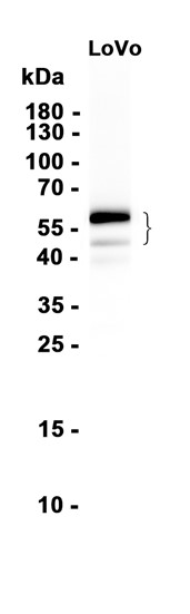 AYD13772