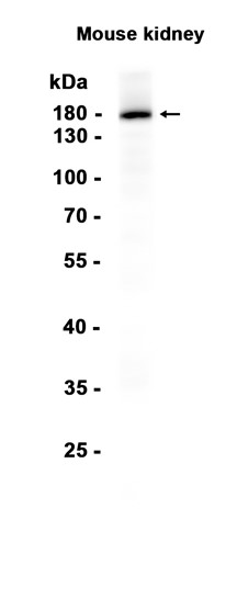 AYD13804