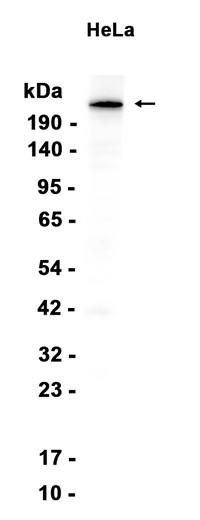AYD14628