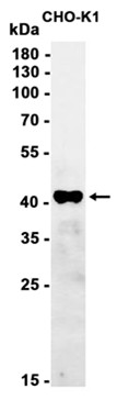 Phospho-CREB (Ser133) (YD12894) Rabbit mAb