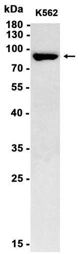 AYD12779