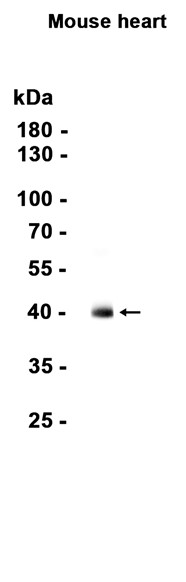 AYD15364