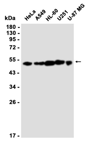 AYD11789