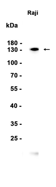 AYD15812