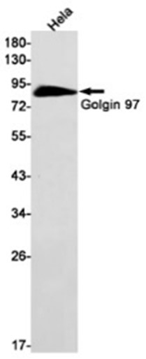 AYD11324