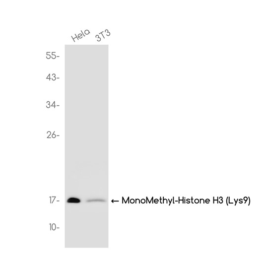 MonoMethyl-Histone H3 (Lys9) (YD15697) Rabbit mAb