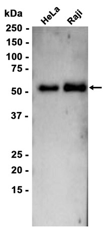 AYD15350