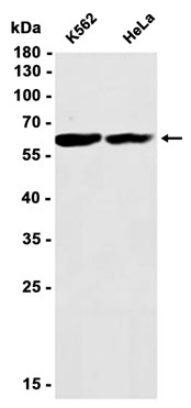 AYD14069
