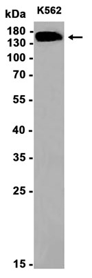 AYD12777