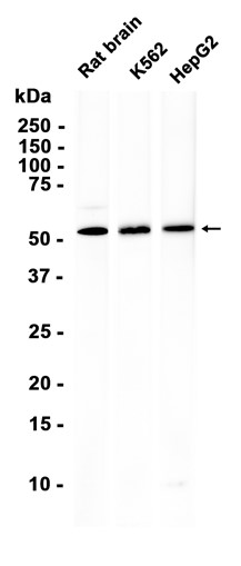 SHB (YD36240) Rabbit mAb