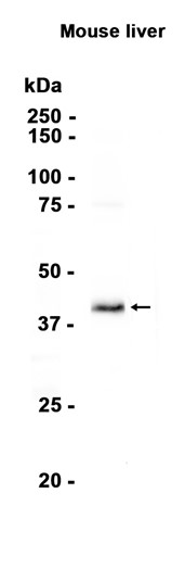 AYD15348