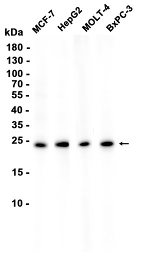 RALA (YD36220) Rabbit mAb
