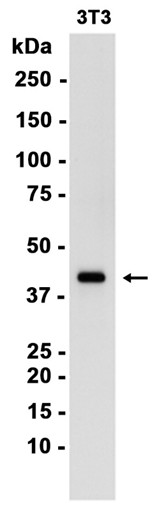 AYD14460