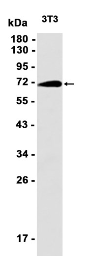AYD13493