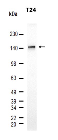 Integrin alpha 2 (YD33278) Rabbit mAb