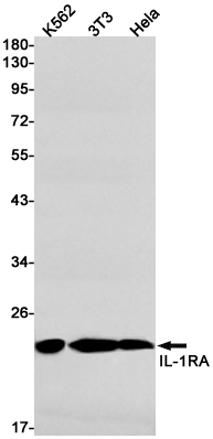 AYD11622